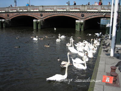 Alsterschwäne auf der kleinen Alster. Alsterschwäne auf der kleinen Alster.