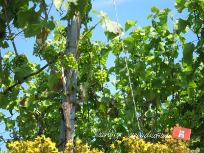 Die Reben vom Hamburger Weinberg.