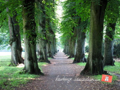 Die vierreihige Lindenallee im Hirschpark. Die vierreihige Lindenallee im Hirschpark.