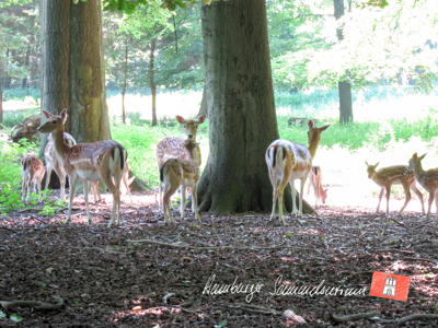 Damwildkühe und -Kälber unter schattigen Bäumen im Hirschpark. Damwildkühe und -Kälber unter schattigen Bäumen im Hirschpark.