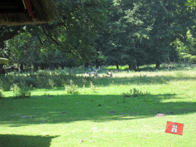 Die Damhirsche lagern in einiger Entfernung vom Zaun. Die Damhirsche lagern in einiger Entfernung vom Zaun.