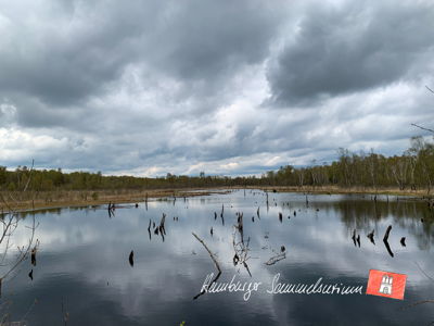 Moorsee im Wittmoor am 3.5.2021 Moorsee im Wittmoor am 3.5.2021