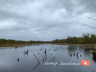 Moorsee im Wittmoor am 5.5.2021 Moorsee im Wittmoor am 5.5.2021