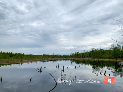 Moorsee im Wittmoor am 10.5.2021 Moorsee im Wittmoor am 10.5.2021