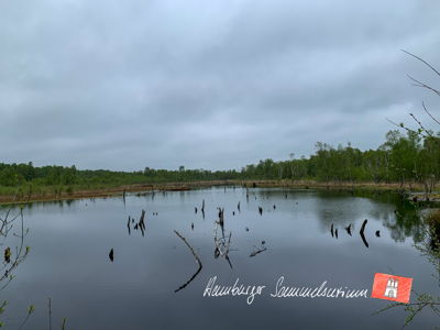 Moorsee im Wittmoor am 12.5.2021 Moorsee im Wittmoor am 12.5.2021