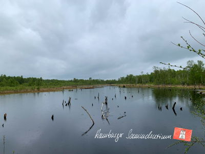Moorsee im Wittmoor am 13.5.2021 Moorsee im Wittmoor am 13.5.2021