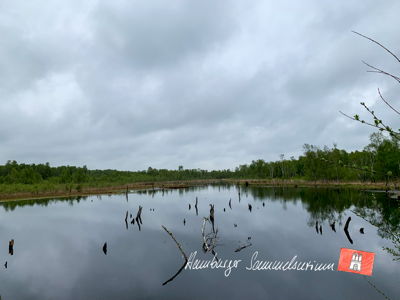Moorsee im Wittmoor am 14.5.2021 Moorsee im Wittmoor am 14.5.2021