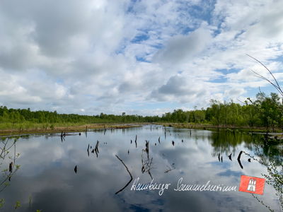 Moorsee im Wittmoor am 18.5.2021 Moorsee im Wittmoor am 18.5.2021