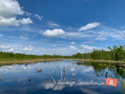 Moorsee im Wittmoor am 21.5.2021 Moorsee im Wittmoor am 21.5.2021