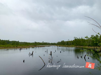 Moorsee im Wittmoor am 23.5.2021 Moorsee im Wittmoor am 23.5.2021