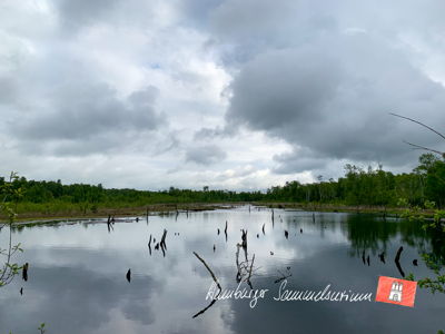 Moorsee im Wittmoor am 25.5.2021 Moorsee im Wittmoor am 25.5.2021