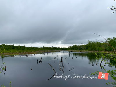 Moorsee im Wittmoor am 27.5.2021 Moorsee im Wittmoor am 27.5.2021