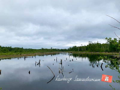 Moorsee im Wittmoor am 28.5.2021 Moorsee im Wittmoor am 28.5.2021