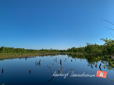 Moorsee im Wittmoor am 31.5.2021 Moorsee im Wittmoor am 31.5.2021