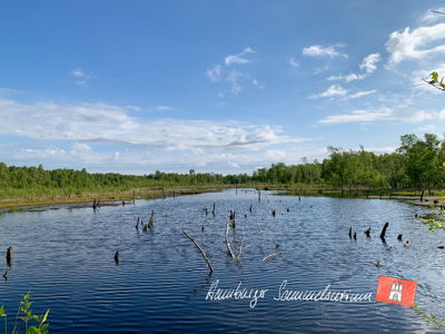 Moorsee im Wittmoor am 2.6.2021 Moorsee im Wittmoor am 2.6.2021