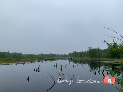 Moorsee im Wittmoor am 7.6.2021 Moorsee im Wittmoor am 7.6.2021