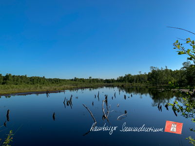 Moorsee im Wittmoor am 14.6.2021 Moorsee im Wittmoor am 14.6.2021