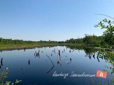 Moorsee im Wittmoor am 18.6.2021 Moorsee im Wittmoor am 18.6.2021