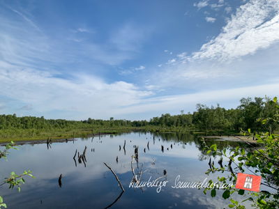 Moorsee im Wittmoor am 22.6.2021 Moorsee im Wittmoor am 22.6.2021