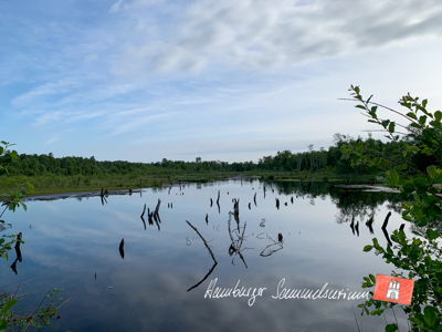 Moorsee im Wittmoor am 24.6.2021 Moorsee im Wittmoor am 24.6.2021
