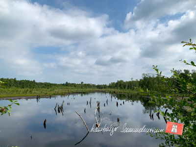 Moorsee im Wittmoor am 27.6.2021 Moorsee im Wittmoor am 27.6.2021
