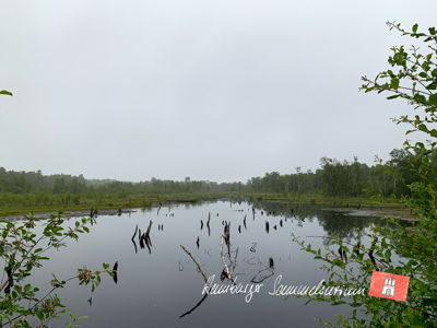 Moorsee im Wittmoor am 30.6.2021 Moorsee im Wittmoor am 30.6.2021