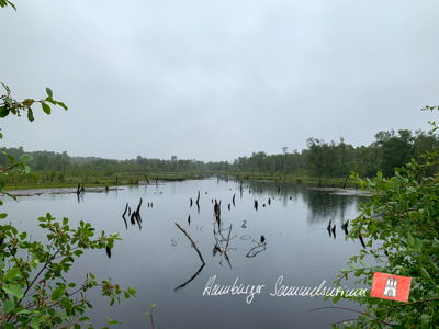 Moorsee im Wittmoor am 1.7.2021 Moorsee im Wittmoor am 1.7.2021