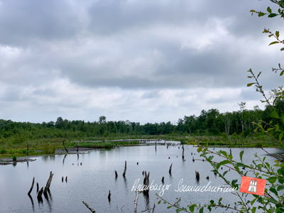 Moorsee im Wittmoor am 2.7.2021 Moorsee im Wittmoor am 2.7.2021