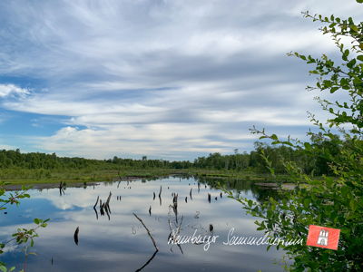 Moorsee im Wittmoor am 7.7.2021 8:36 Moorsee im Wittmoor am 7.7.2021 8:36