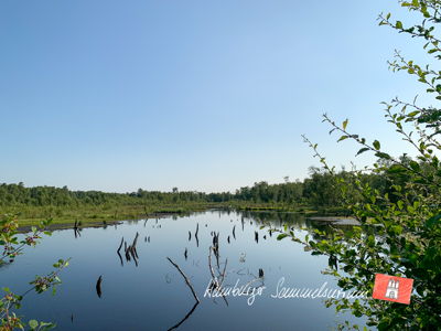 Moorsee im Wittmoor am 12.7.2021 Moorsee im Wittmoor am 12.7.2021