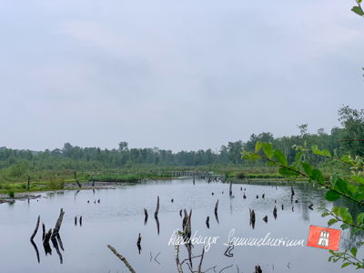 Moorsee im Wittmoor am 14.7.2021 Moorsee im Wittmoor am 14.7.2021