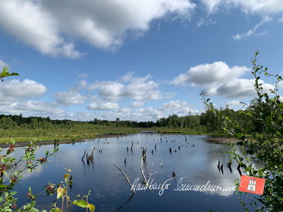 Moorsee im Wittmoor am 18.7.2021 Moorsee im Wittmoor am 18.7.2021