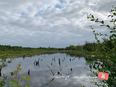Moorsee im Wittmoor am 19.7.2021 Moorsee im Wittmoor am 19.7.2021