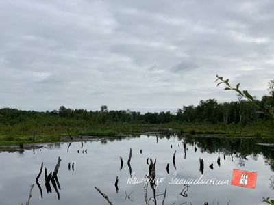 Moorsee im Wittmoor am 22.7.2021 Moorsee im Wittmoor am 22.7.2021
