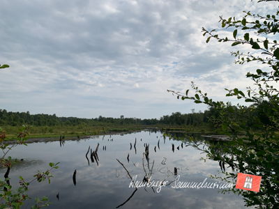 Moorsee im Wittmoor am 26.7.2021 Moorsee im Wittmoor am 26.7.2021
