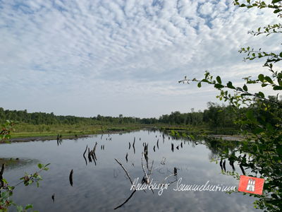 Moorsee im Wittmoor am 27.7.2021 Moorsee im Wittmoor am 27.7.2021