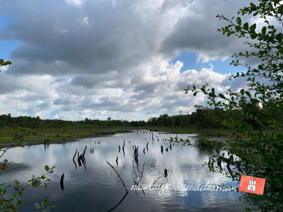 Moorsee im Wittmoor am 29.7.2021 Moorsee im Wittmoor am 29.7.2021