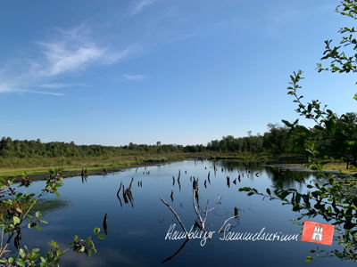 Moorsee im Wittmoor am 6.8.2021 Moorsee im Wittmoor am 6.8.2021