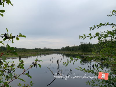 Moorsee im Wittmoor am 10.8.2021 Moorsee im Wittmoor am 10.8.2021