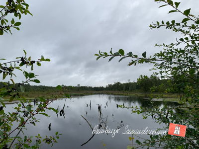 Moorsee im Wittmoor am 19.8.2021 Moorsee im Wittmoor am 19.8.2021