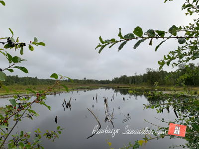 Moorsee im Wittmoor am 20.8.2021 Moorsee im Wittmoor am 20.8.2021