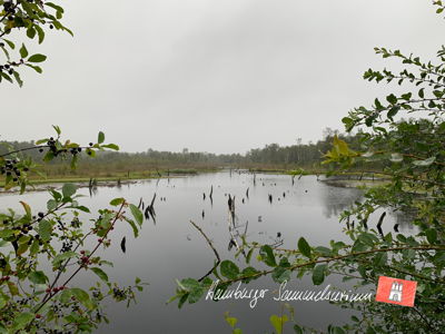 Moorsee im Wittmoor am 25.8.2021 Moorsee im Wittmoor am 25.8.2021