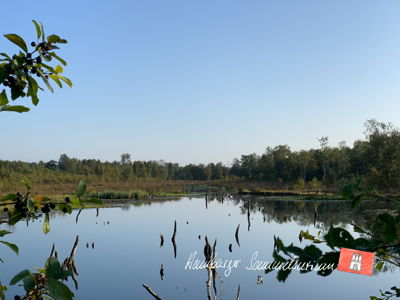 Moorsee im Wittmoor am 31.8.2021 Moorsee im Wittmoor am 31.8.2021