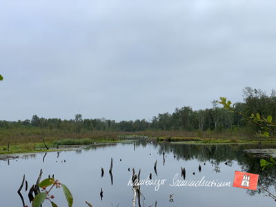 Moorsee im Wittmoor am 3.9.2021 Moorsee im Wittmoor am 3.9.2021