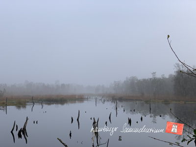 Moorsee im Wittmoor am 11.10.2021 Moorsee im Wittmoor am 11.10.2021