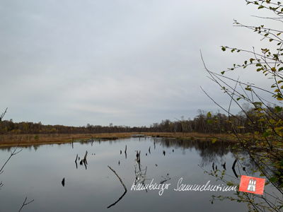 Moorsee im Wittmoor am 1.11.2021 Moorsee im Wittmoor am 1.11.2021
