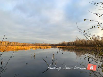 Moorsee im Wittmoor am  10.11.2021 Moorsee im Wittmoor am  10.11.2021