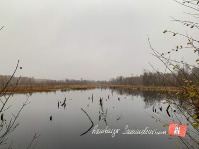 Moorsee im Wittmoor am  11.11.2021 Moorsee im Wittmoor am  11.11.2021