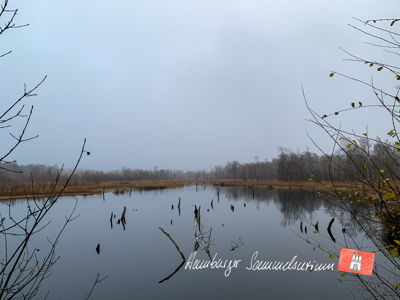 Moorsee im Wittmoor am  12.11.2021 Moorsee im Wittmoor am  12.11.2021
