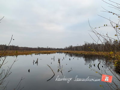 Moorsee im Wittmoor am  15.11.2021 Moorsee im Wittmoor am  15.11.2021